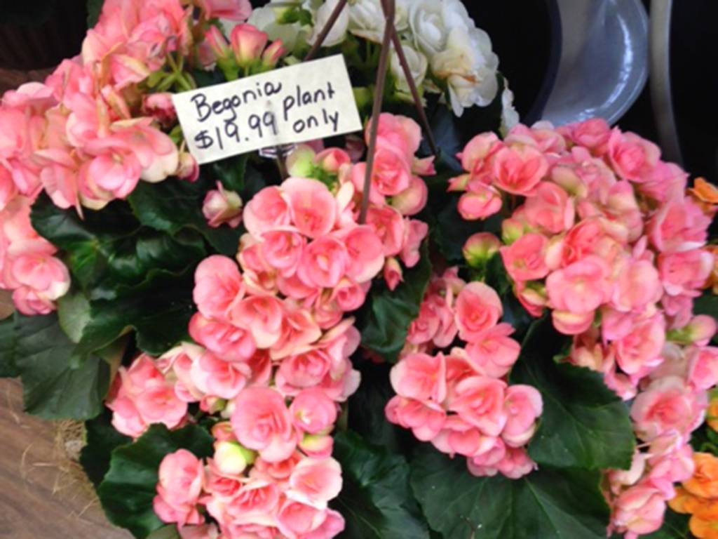Mother Day Gift Ideas Last Minute
