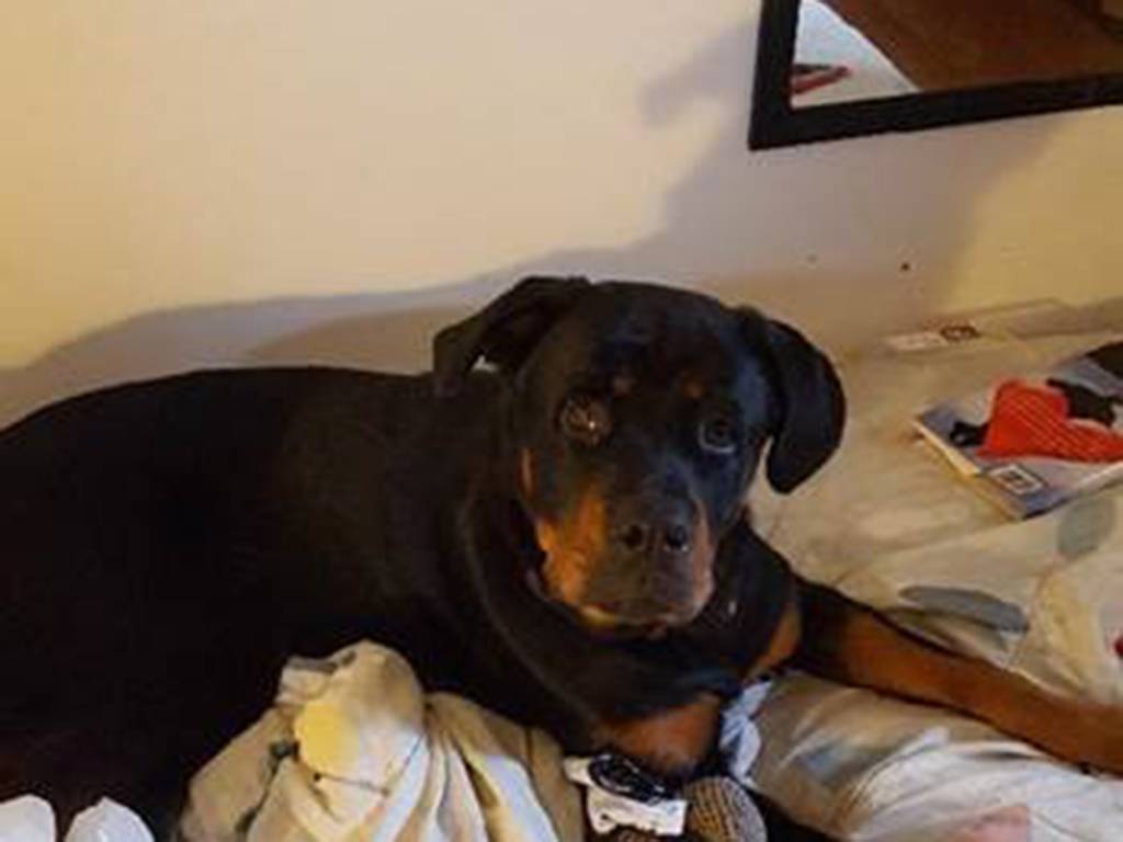 InQuinte.ca Dog missing in Quinte West since Tuesday.