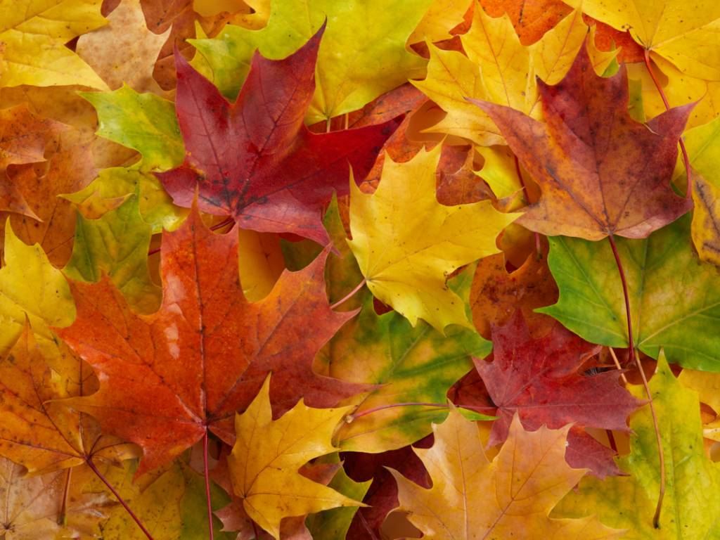 InQuinte.ca Belleville extends timeline for Leaf and Yard Waste Depot