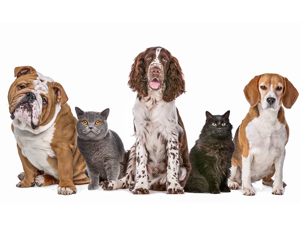 InQuinte.ca New animal control provider contract open in Quinte West