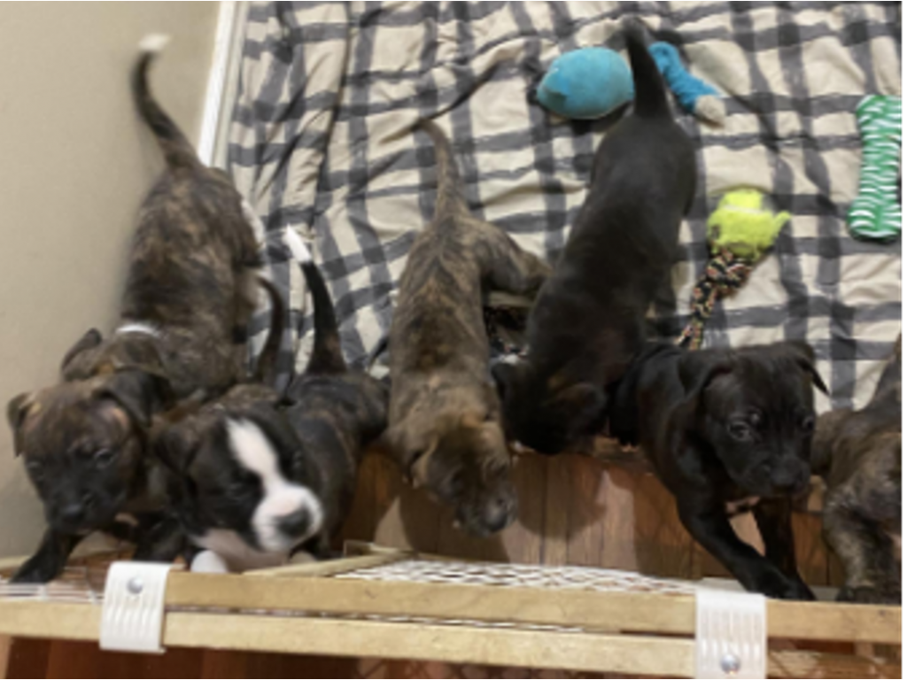 INQUINTE.CA Photos of puppies reported stolen in Quinte West